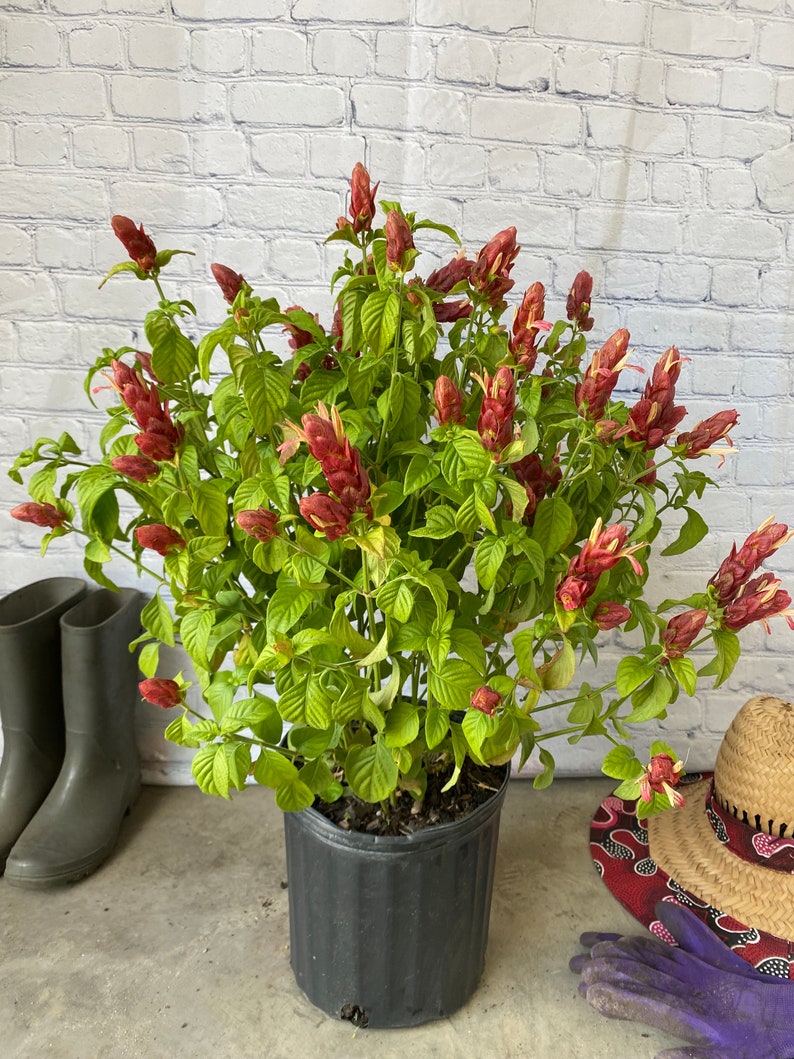 Red Shrimp Plant Justicia brandegeana BUSH FORM 10 inch pot FREE Shipping East Coast and Central States image 1