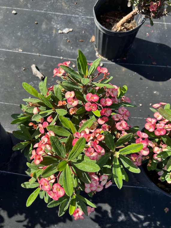 Crown of Thorns Confetti, Euphorbia Milii 10 Inch Pot. Live