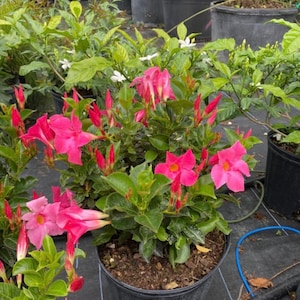 Dipladenia Pink mandevilla bush  10 inch pot Free shipping to Eastern and Central States List of excluded States in Description