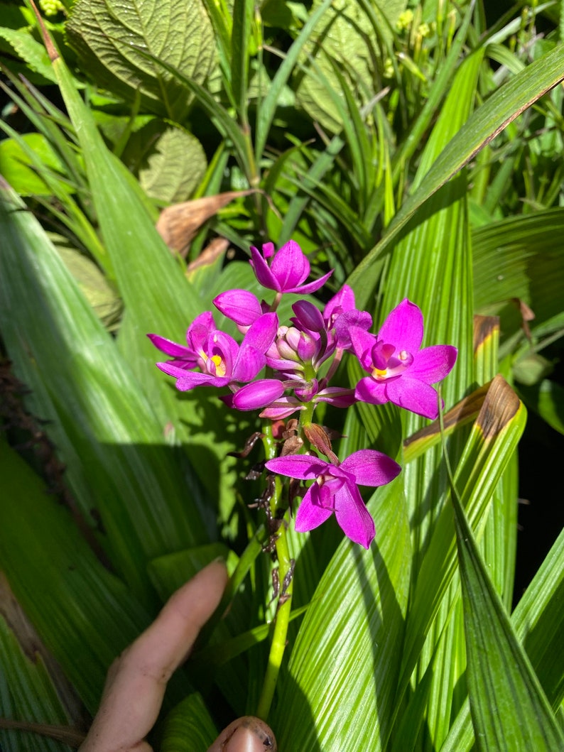 Purple Ground Orchid Spathoglottis plicata 10 inch pot image 1