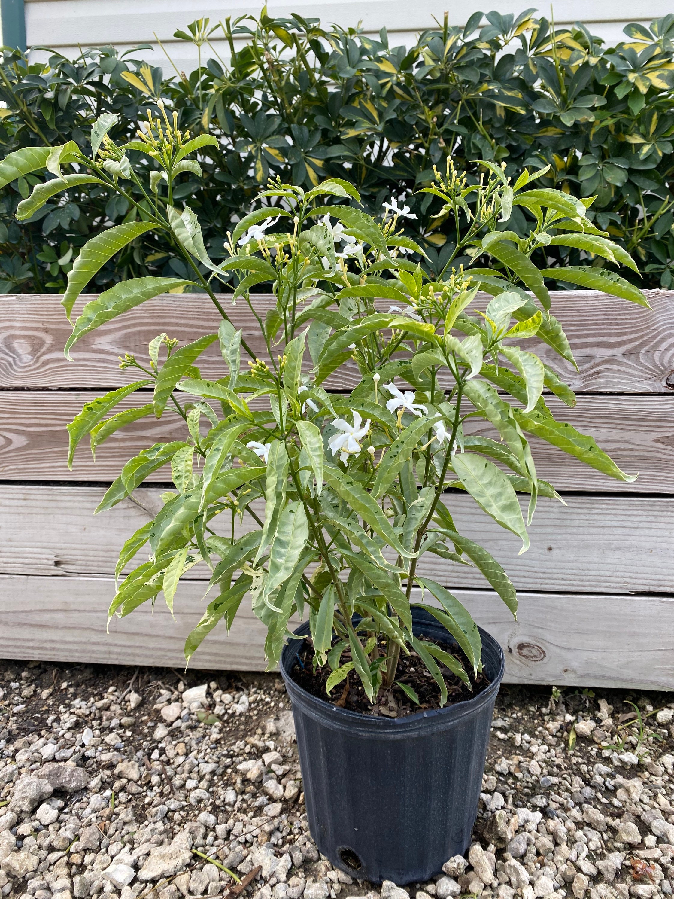 JD Jasmine – Tabernaemontana Divaricata 'JD Variegata' 10 Inch Pot