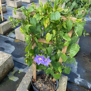 Sky Vine Bengal Clockvine Thunbergia grandiflora 10 inch pot Free shipping to Eastern and Central States excluded States in Description