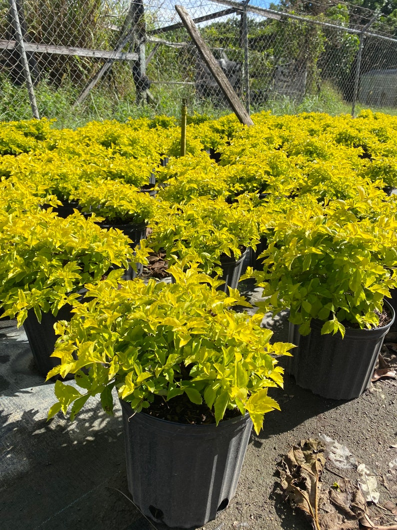 Gold Mound Duranta repens 10 inch pot FREE Shipping East Coast and Central States image 3