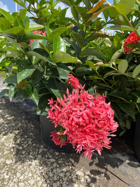 Nora Grant Pink Ixora – Ixora Coccinea – 10 Inch Pot, Pink
