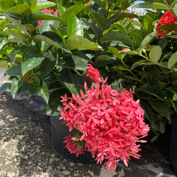 Ixora Nora grant Pink Ixora coccinea 10” inch pot  FREE Shipping East Coast and Central States