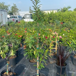 Jatropha integerrima red Peregrina Spicy Jatropha standard TREE FORM 10 inch pot FREE Shipping East Coast and Central States image 1