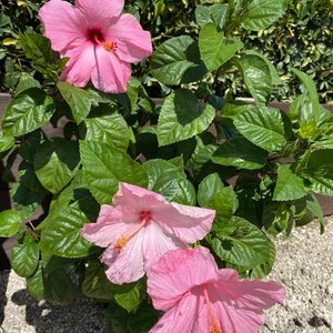 Hibiscus ‘Seminole Pink’ 10 inch pot Free shipping to Eastern and Central States List of excluded States in Description