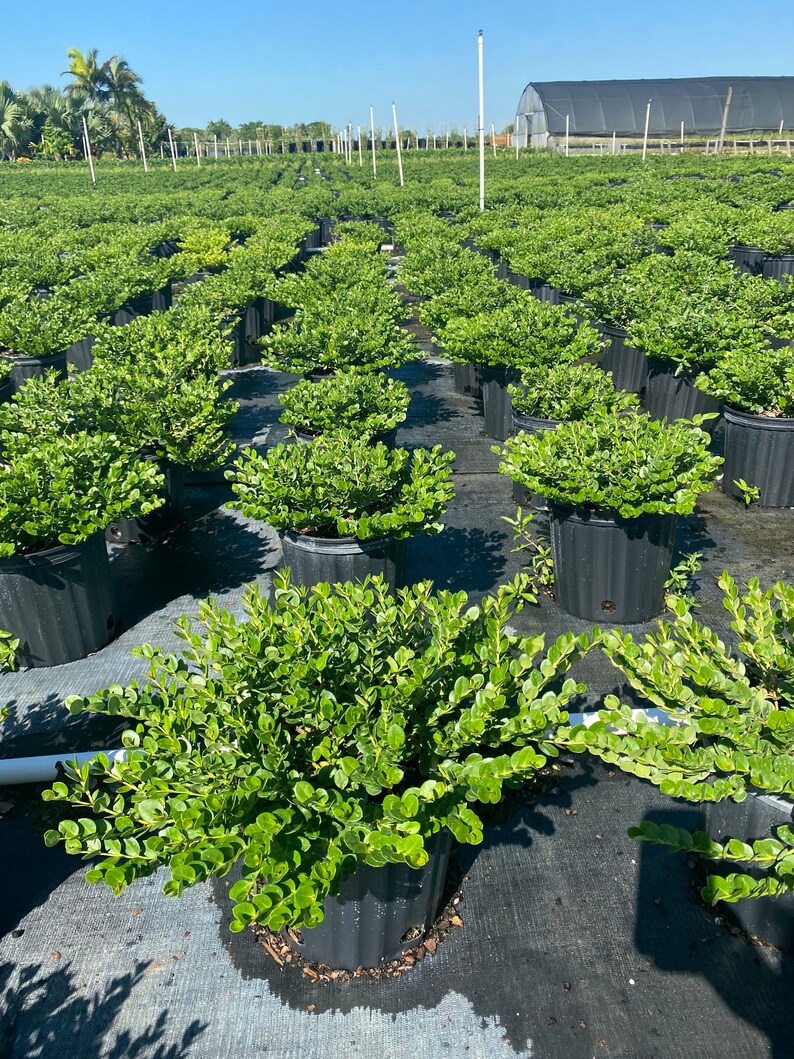 Carissa Emerald Blanket Carissa Macrocarpa 10 Inch Pot - Etsy