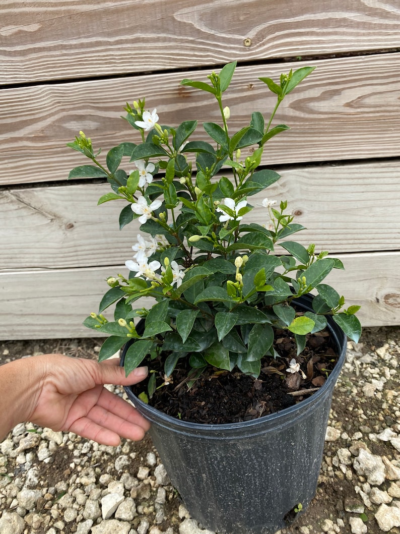 Asian Snow Wrightia antidysenterica 10 inch pot FREE Shipping East Coast and Central States image 3