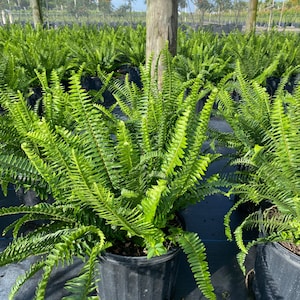 May include: A collection of vibrant green Boston ferns in black plastic pots. The ferns have long, arching fronds, creating a lush, full appearance. The plants are arranged in rows under a bright blue sky, suggesting an outdoor nursery setting.