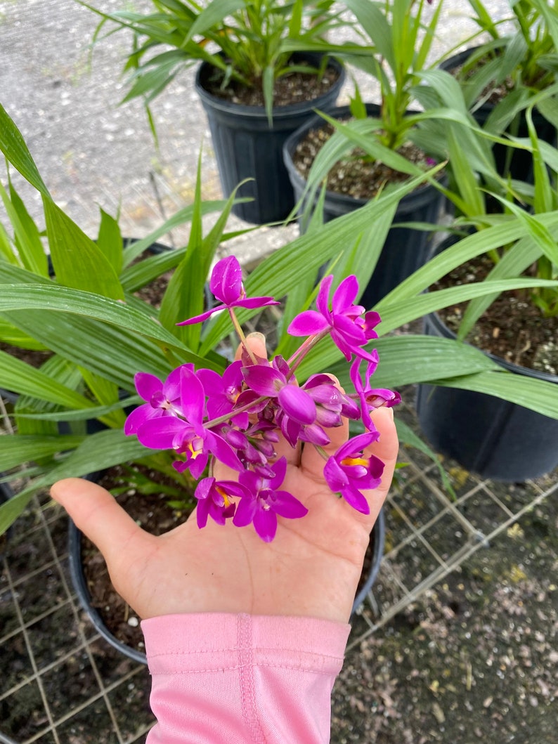 Purple Ground Orchid Spathoglottis plicata 10 inch pot image 8