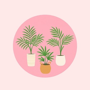 Replacement Plant 6 or 10 inch pot – Healthy Live Tropical Plant Replacement for previous orders.