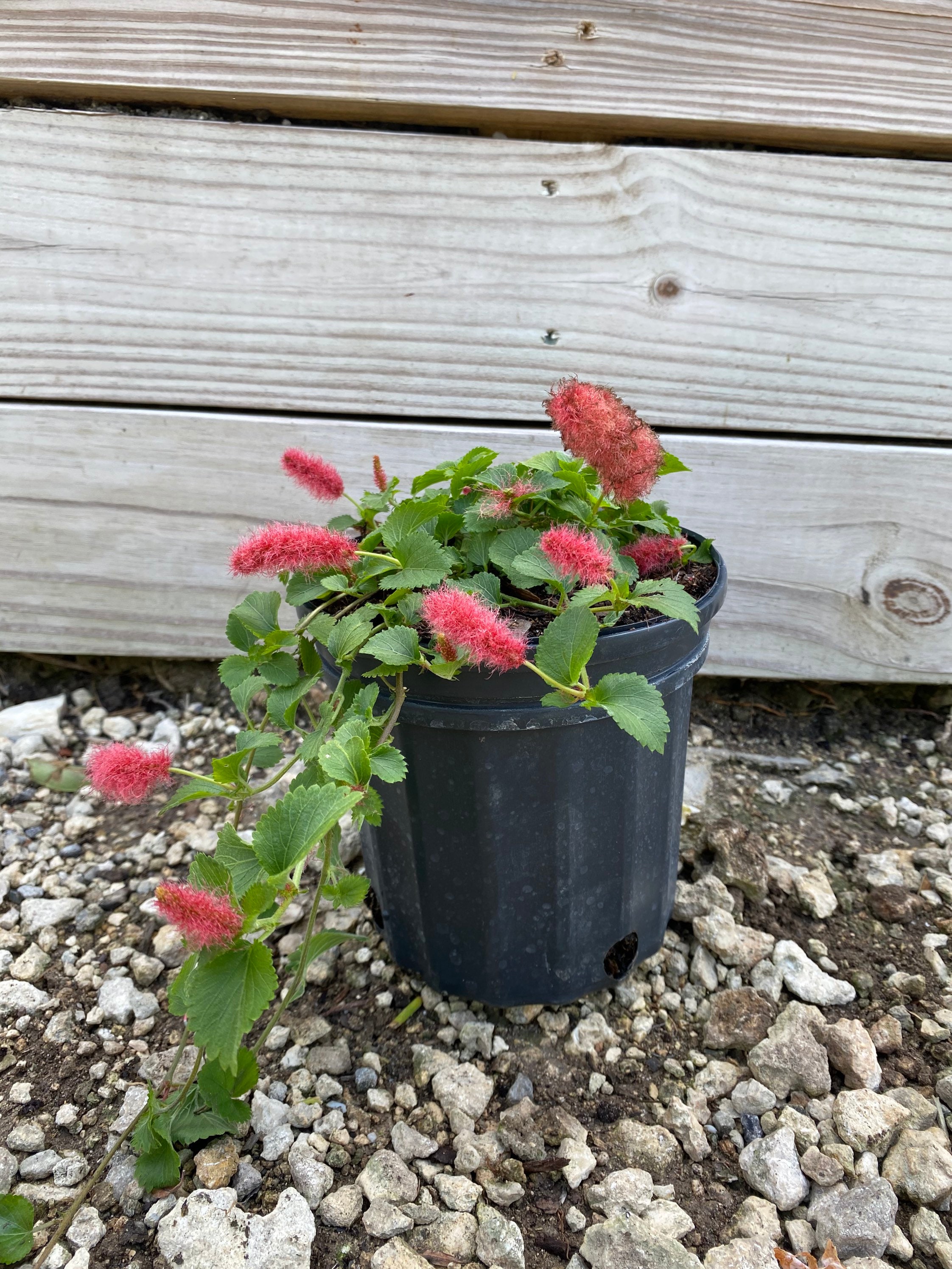 Dwarf Chenille Plant Acalypha Pendula 6 Plant Pot Etsy Ireland