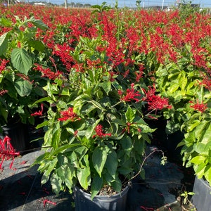 Red Firespike Odontonema Strictum 10 inch pot FREE Shipping East Coast and Central States image 5