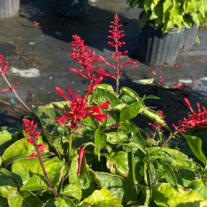 Red Firespike Odontonema Strictum 10 inch pot FREE Shipping East Coast and Central States image 4