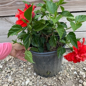 Hibiscus ‘Double Red’ 10 inch pot  Free shipping to Eastern and Central States List of excluded States in Description