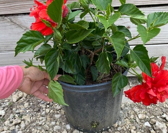 Hibiscus ‘Double Red’ 10” inch pot  FREE Shipping East Coast and Central States