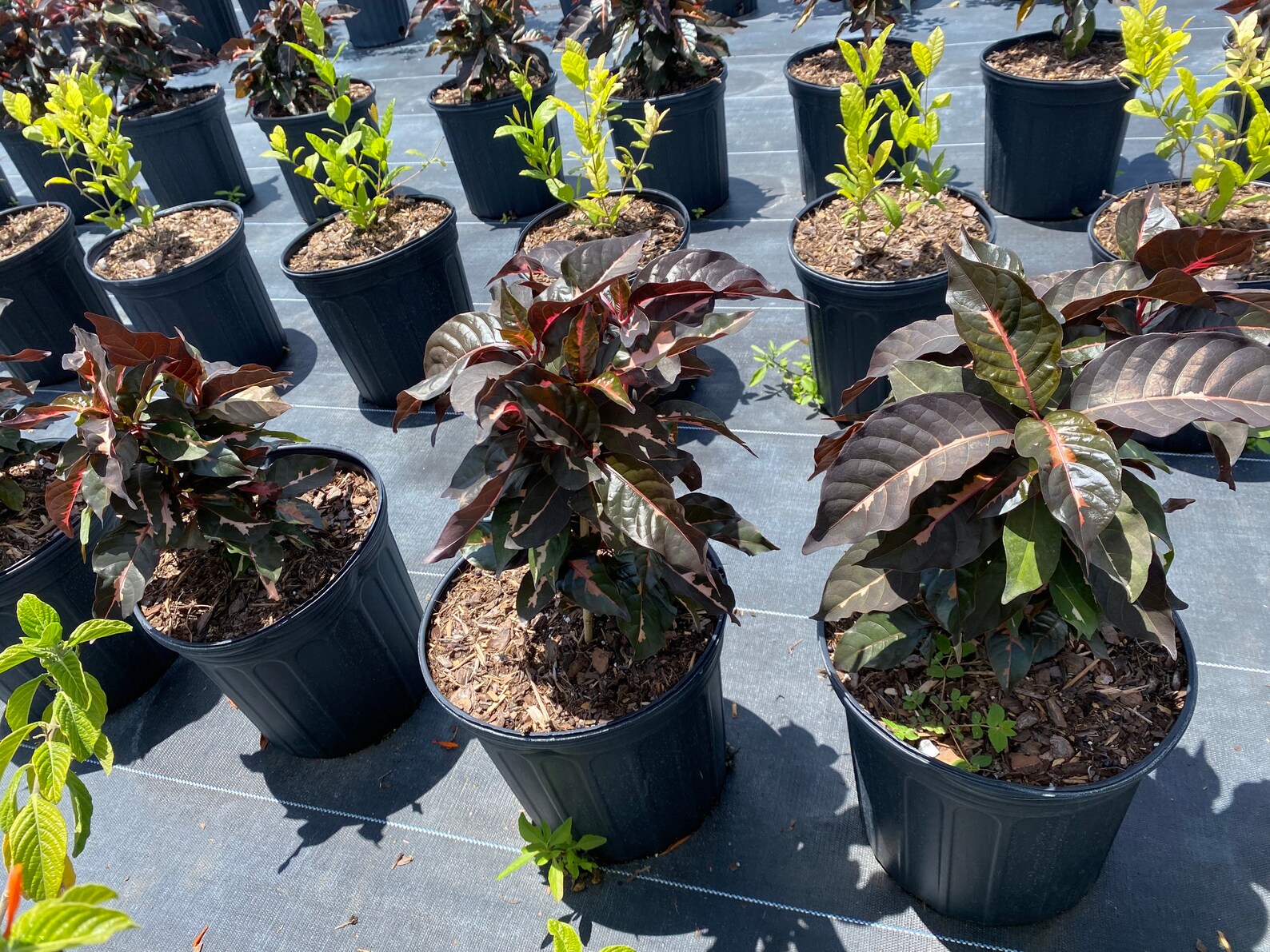 Jamaican Croton Chocolate Caricature Croton 10 Inch Pot Etsy