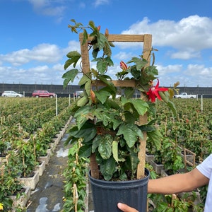 May include: A red passionflower vine growing on a wooden trellis in a black pot. The vine is in a nursery setting with other plants in the background.
