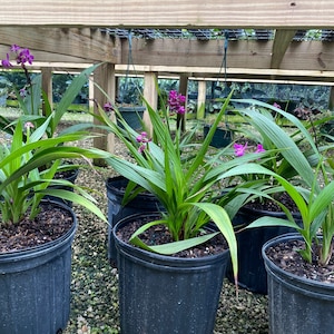 Purple Ground Orchid Spathoglottis plicata 10 inch pot image 3