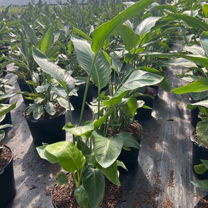 May include: A collection of potted Bird of Paradise plants with large, green leaves. The plants are in black plastic pots, arranged in rows under a greenhouse structure. The leaves have a prominent central vein and a smooth texture.