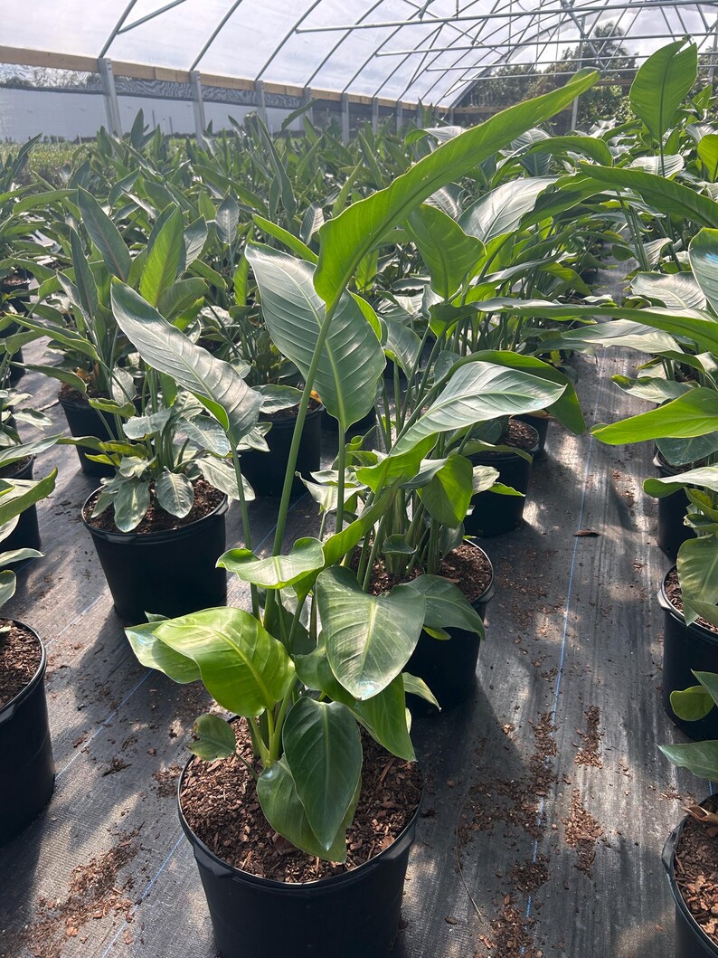 May include: A collection of potted Bird of Paradise plants with large, green leaves. The plants are in black plastic pots, arranged in rows under a greenhouse structure. The leaves have a prominent central vein and a smooth texture.