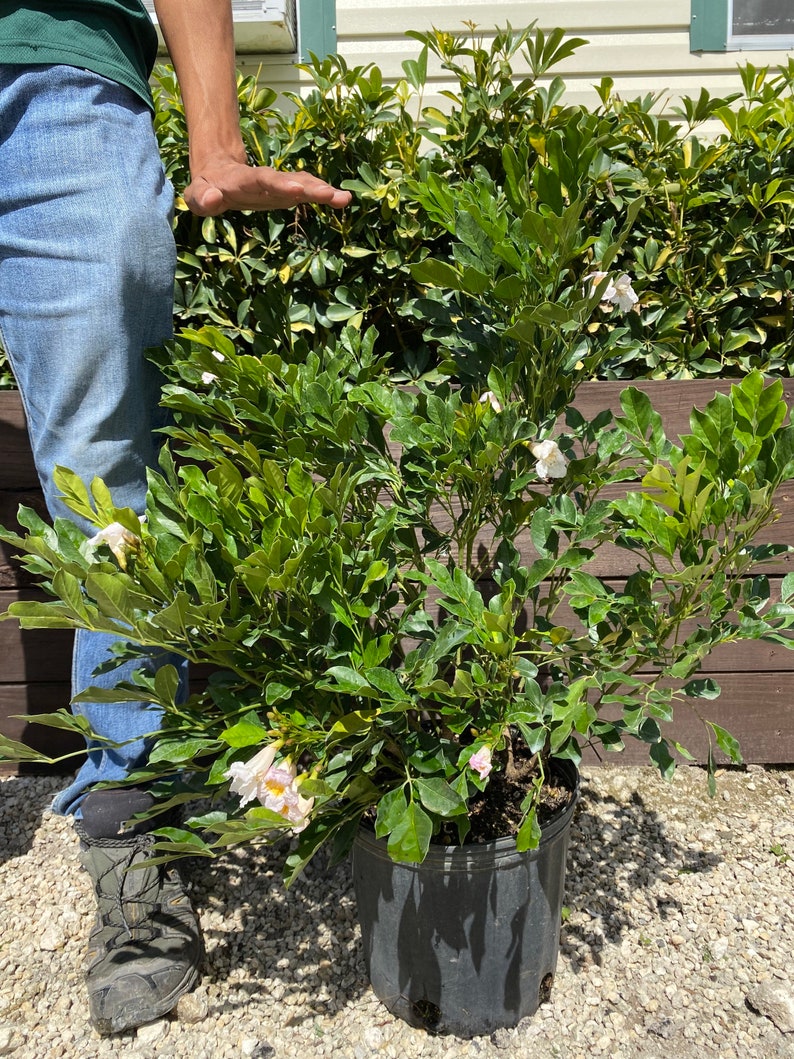 Radermachera Kunmings Dwarf Tree Jasmine BUSH FORM 10 Inch Etsy