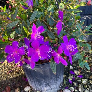 Tibouchina Granulosa - purple glory tree for sale South Florida