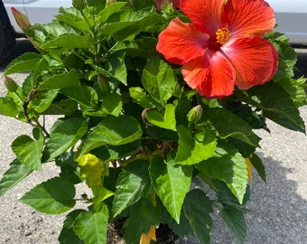 Hibiscus ‘President Red’ 10” inch pot  FREE Shipping East Coast and Central States