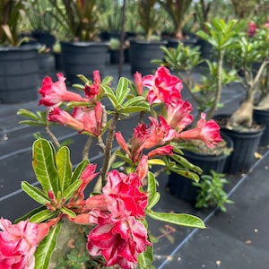 Desert Rose – Adenium obesum 10 Inch Pot, Colorful Tropical Succulent, Bonsai-Style Caudex, Drought-Tolerant Patio Plant image 6