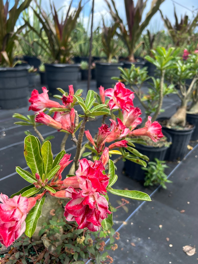 Desert Rose – Adenium obesum 10 Inch Pot, Colorful Tropical Succulent, Bonsai-Style Caudex, Drought-Tolerant Patio Plant image 6