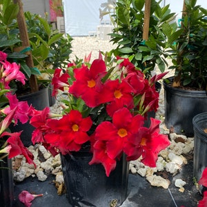 Dipladenia Red mandevilla bush 10 inch pot FREE Shipping East Coast and Central States image 1
