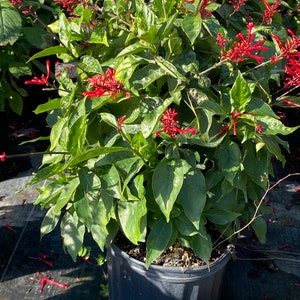 Red Firespike Odontonema Strictum 10 inch pot FREE Shipping East Coast and Central States image 3