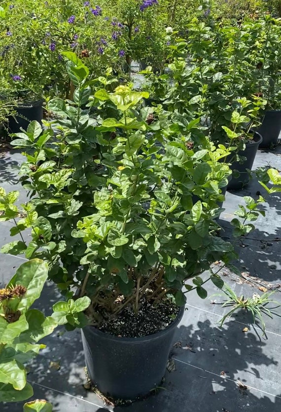 Jasmine Plant Grand Duke