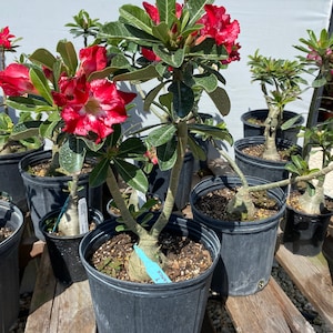 May include: A desert rose plant in a black plastic pot featuring a thick, bulbous caudex base, multiple green stems, and dark green leaves. The plant displays vibrant red flowers with white, marbled patterns and a light blue identification tag.