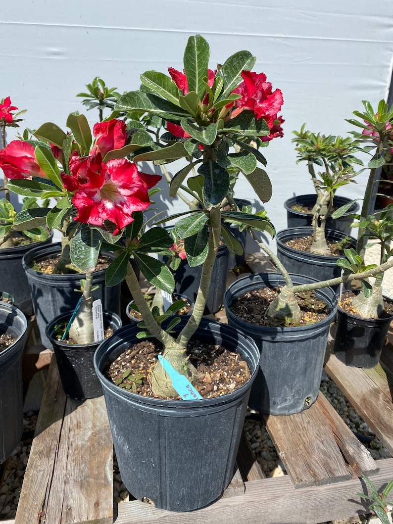 May include: A desert rose plant in a black plastic pot featuring a thick, bulbous caudex base, multiple green stems, and dark green leaves. The plant displays vibrant red flowers with white, marbled patterns and a light blue identification tag.