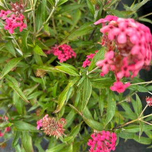 May include: Close-up of a vibrant plant with clusters of small, bright pink flowers. The flowers are in full bloom, surrounded by lush green leaves. The image captures the plant's natural beauty and texture.