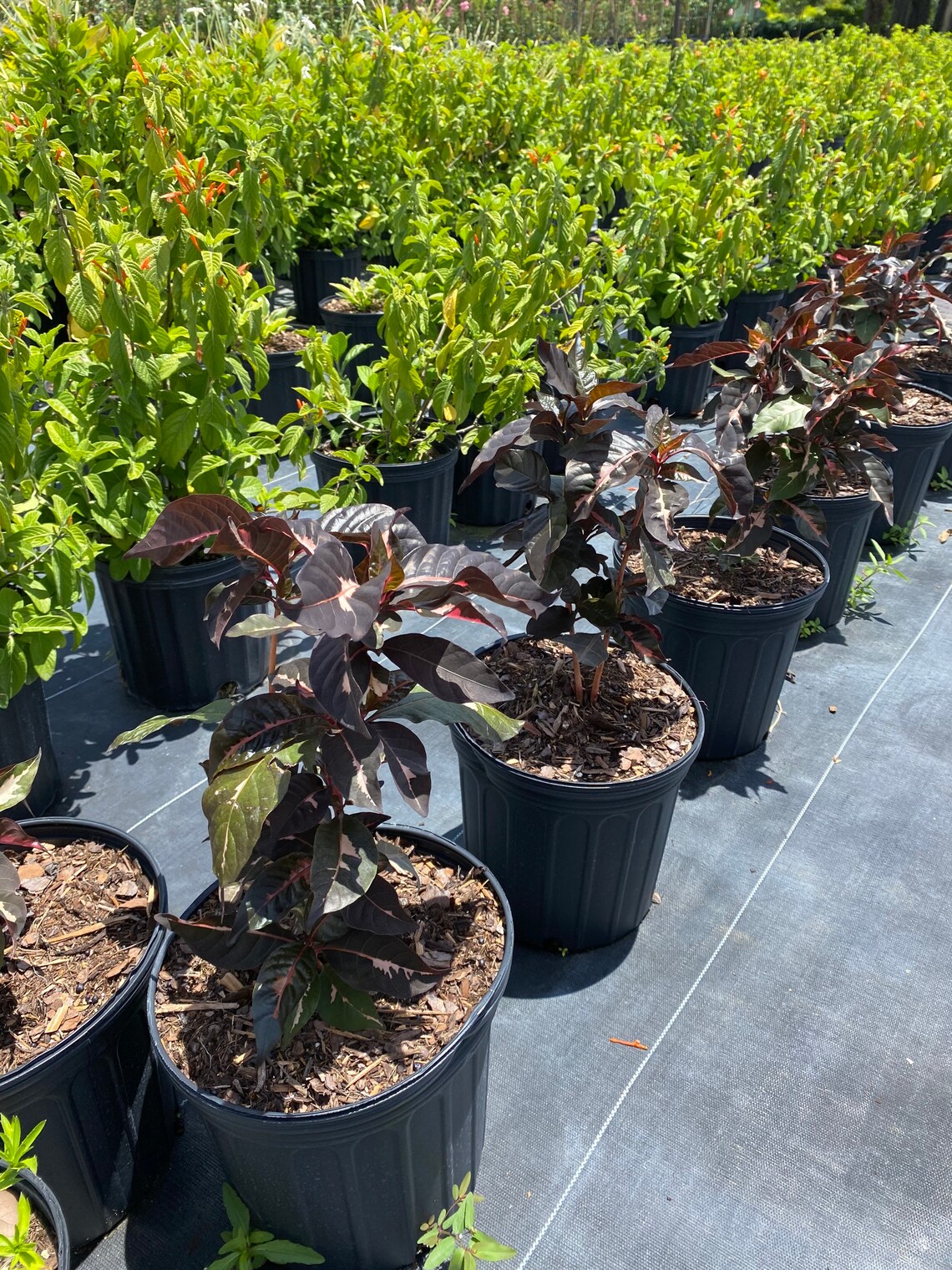 Jamaican Croton Chocolate Caricature Croton 10 Inch Pot Etsy