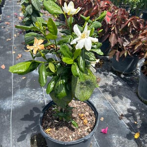 May include: A potted gardenia plant with glossy green leaves and fragrant white flowers. The plant has several open blooms and some buds, with a few older, faded flowers. The pot is black, and the plant is set against a backdrop of other plants.