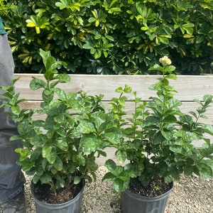 COMBO of 2 Jasmine Grand Duke of Tuscany Jasminum sambac 10 inch pot  Free shipping to Eastern and Central See description