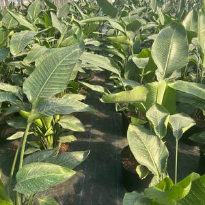 May include: A greenhouse filled with numerous potted plants. The plants have large, green leaves with visible veins. The leaves are a mix of solid green and speckled patterns. The pots are black, and the plants are arranged in rows.