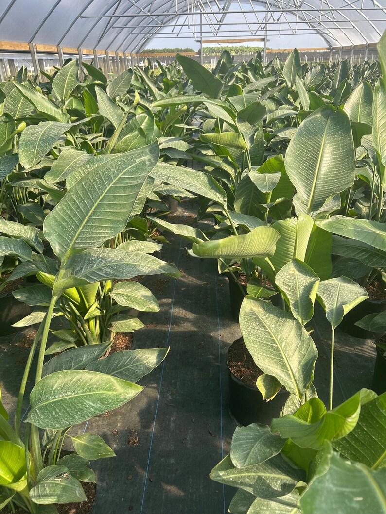 May include: A greenhouse filled with numerous potted plants. The plants have large, green leaves with visible veins. The leaves are a mix of solid green and speckled patterns. The pots are black, and the plants are arranged in rows.