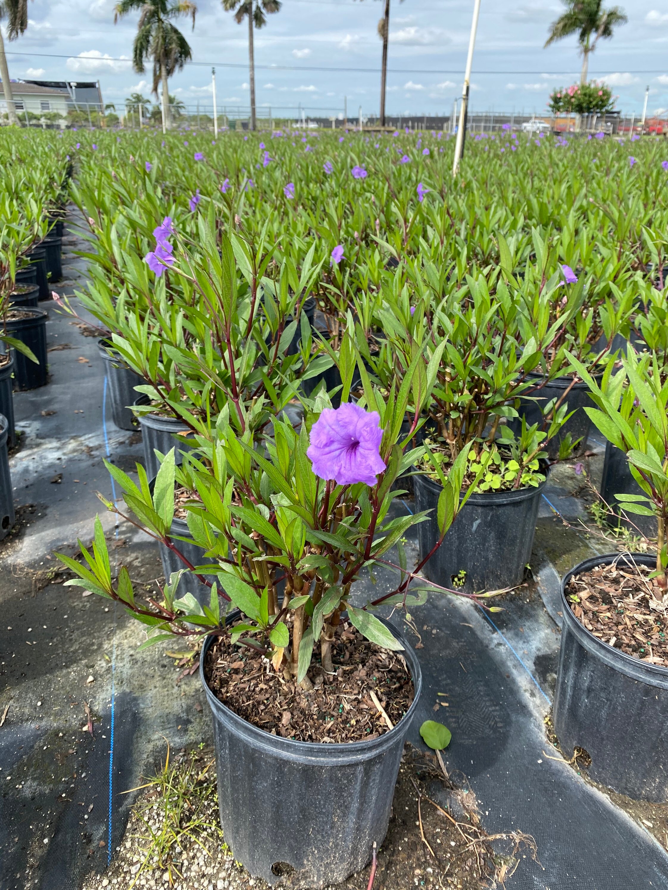 10 Ruellia Tuberosa Cuttings – Mexican Petunia, Perennial Herb, Fresh Cuttings