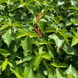 Chenille Plant Acalypha hispida 10 inch pot FREE Shipping East Coast and Central States image 7