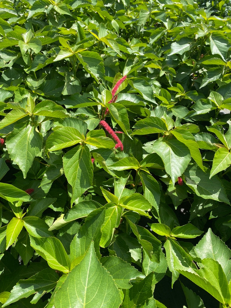 Chenille Plant Acalypha hispida 10 inch pot FREE Shipping East Coast and Central States image 7