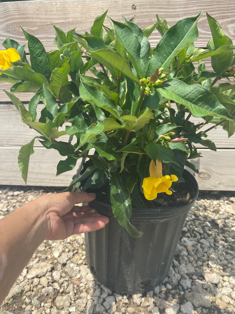 Allamanda Bush Golden trumpet shrub Allamanda schottii 10 inch pot FREE Shipping East Coast and Central States image 5