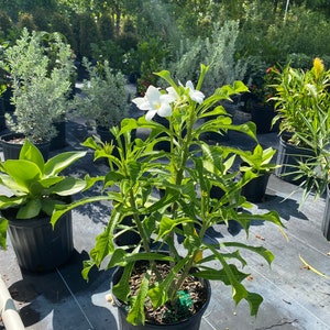 May include: A white plumeria flower plant with green leaves in a black pot. The plant is surrounded by other plants in pots.