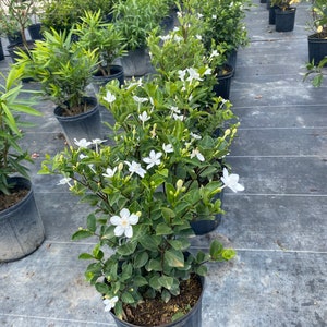 Asian Snow Wrightia antidysenterica 10 inch pot FREE Shipping East Coast and Central States image 1