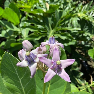May include: Close-up of Calotropis gigantea flowers, also known as crown flowers. The flowers are star-shaped with lavender petals and a purple center. The background features green leaves and foliage.