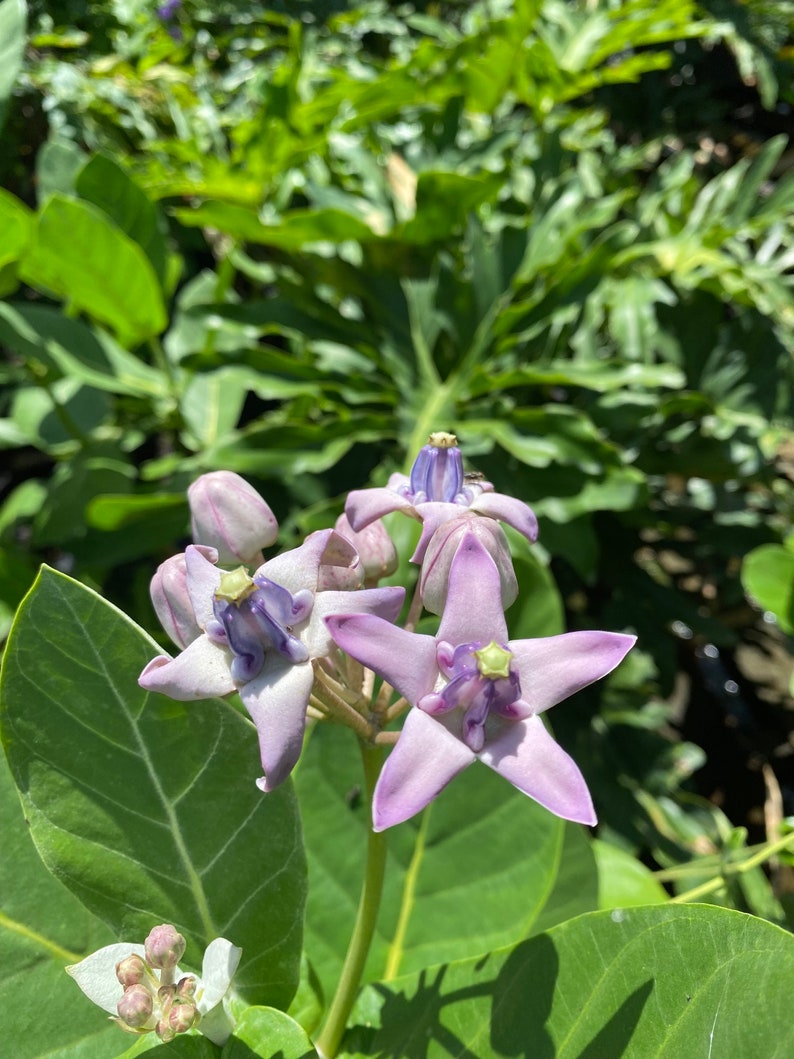 May include: Close-up of Calotropis gigantea flowers, also known as crown flowers. The flowers are star-shaped with lavender petals and a purple center. The background features green leaves and foliage.